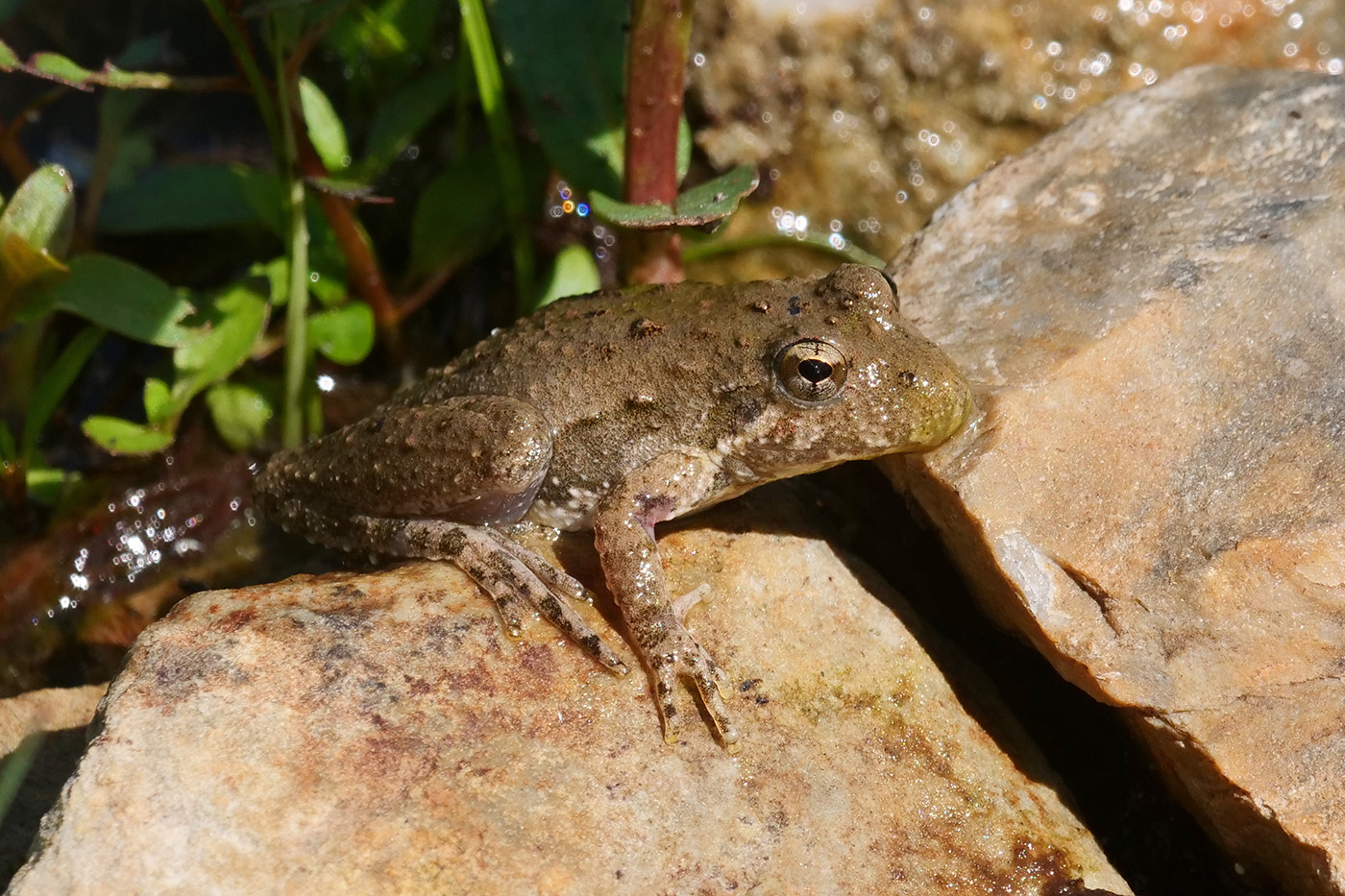 Blanchard's Cricket Frog Blanchard's Cricket Frog